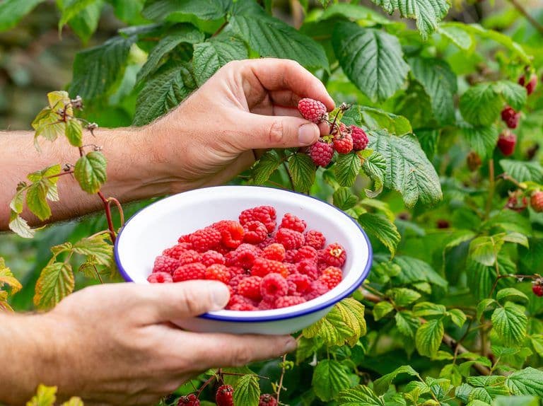 Raspberry volumes expected to rise throughout August