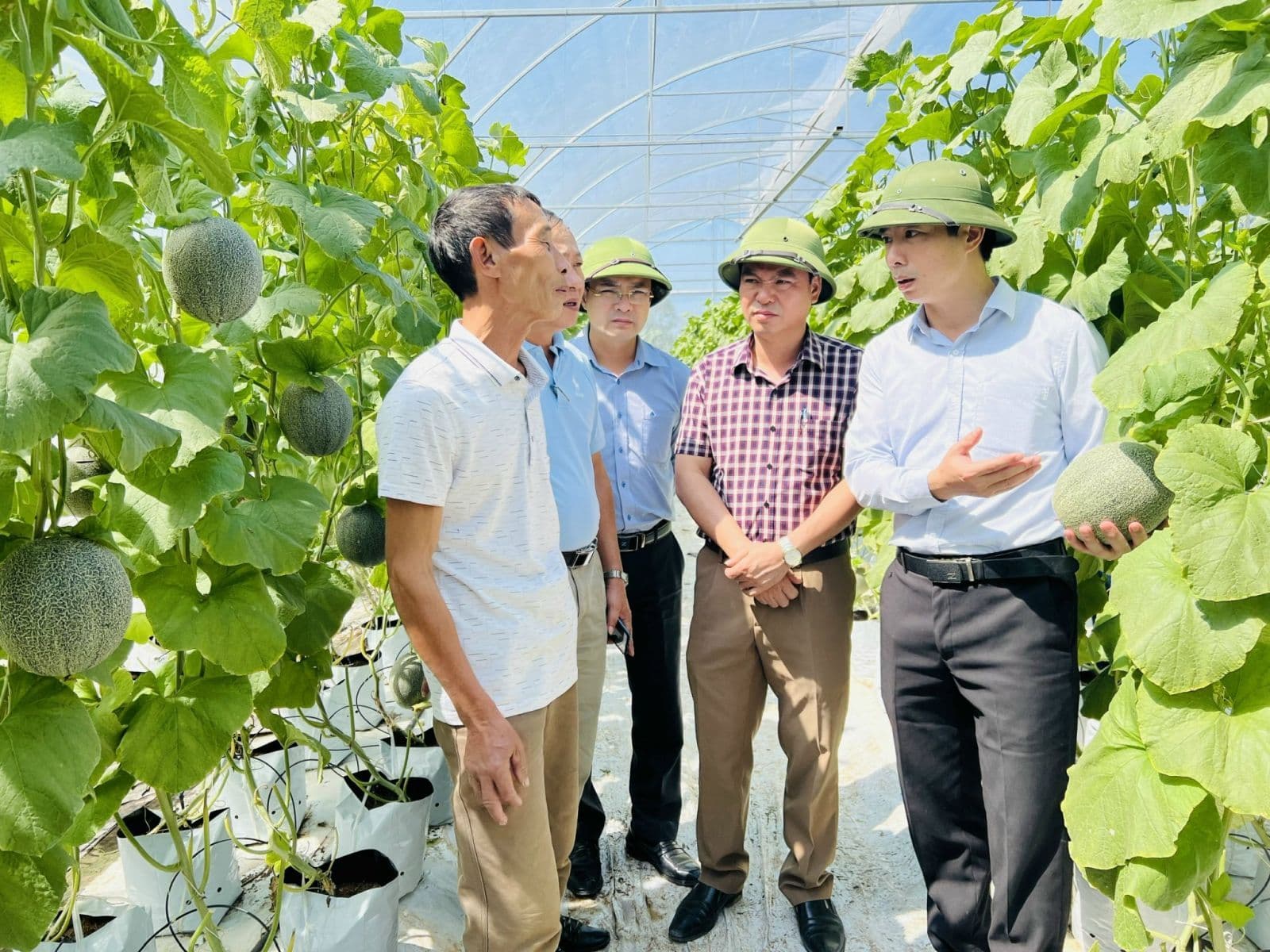 VietGAP cantaloupe 'contacts' the sandy mountainous area for the first time